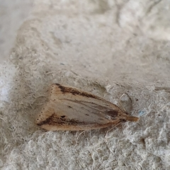 Donacaula forficella