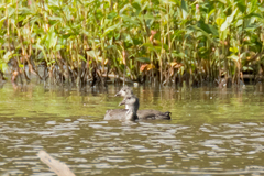 Gallinula galeata