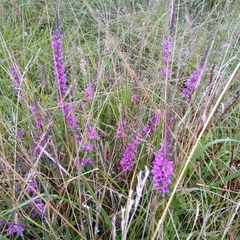 Lythrum salicaria