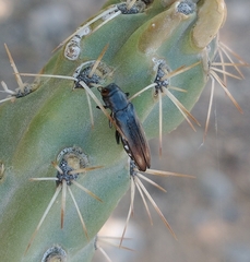 Agrilus difficilis