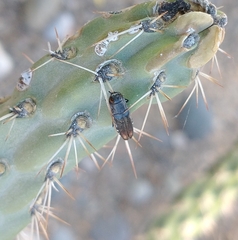 Agrilus difficilis