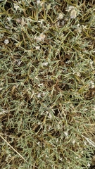 Echinospartum ibericum