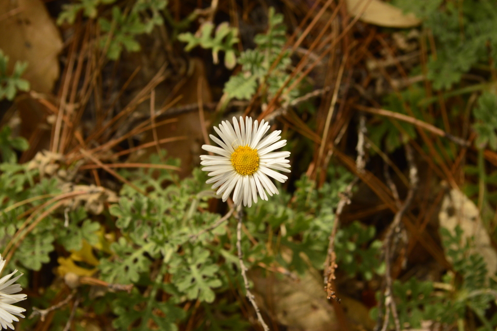 Erigeron eruptens