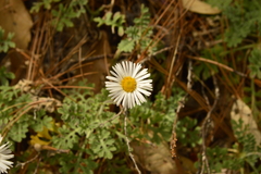 Erigeron eruptens