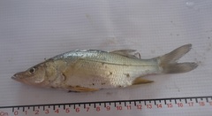 Centropomus robalito