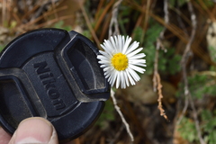 Erigeron eruptens