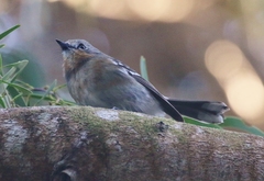 Chasiempis sclateri