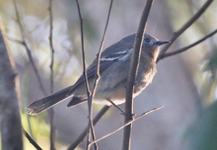 Chasiempis sclateri