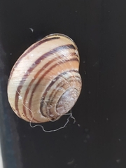 Cepaea nemoralis