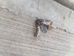 Xanthopastis moctezuma