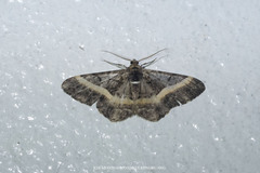 Harutalcis vialis