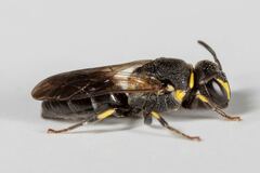 Hylaeus floridanus