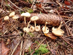 Singerocybe phaeophthalma