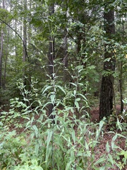 Helianthus laevigatus