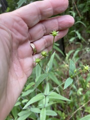 Helianthus laevigatus
