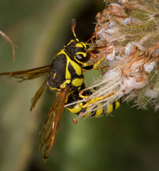 Masarinae