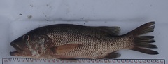 Lutjanus novemfasciatus