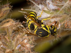 Masarinae