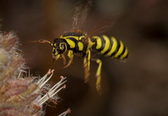 Masarinae