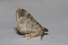 Xanthorhoe fluctuata