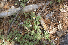 Erigeron eruptens