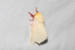 Dryocampa rubicunda alba