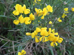 Genista radiata