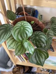 Peperomia argyreia