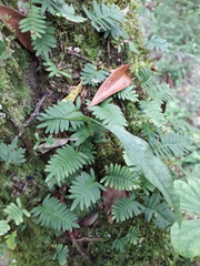 Pleopeltis minima