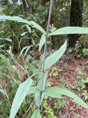 Helianthus laevigatus