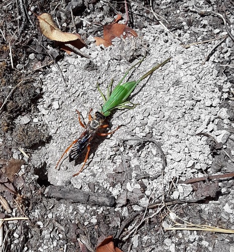 Great Golden Digger Wasp, Lucas County, OH, USA, photo 8 of 10