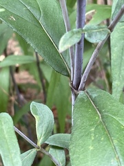 Helianthus laevigatus