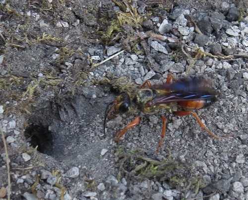 Great Golden Digger Wasp, photo 3 of 10