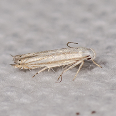 Polyhymno luteostrigella