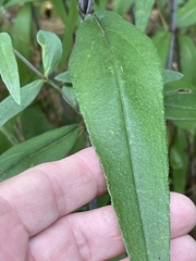 Helianthus laevigatus