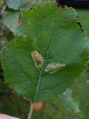 Phyllonorycter blancardella group