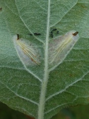 Phyllonorycter blancardella group