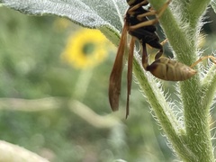 Mischocyttarus flavitarsis
