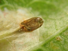 Phyllonorycter blancardella group