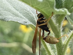 Mischocyttarus flavitarsis