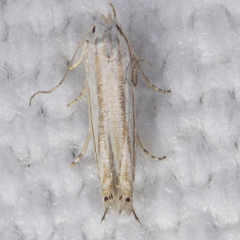 Polyhymno luteostrigella