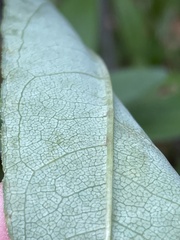Helianthus laevigatus