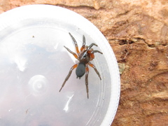 Gnaphosa bicolor
