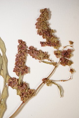 Rumex subarcticus