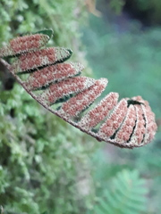 Pleopeltis minima