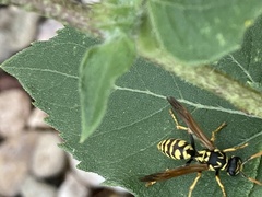 Polistes dominula