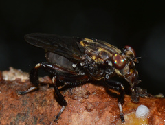 Ropalomeridae
