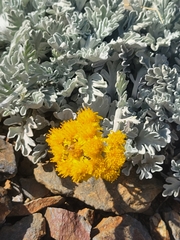 Jacobaea leucophylla