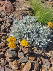 Jacobaea leucophylla