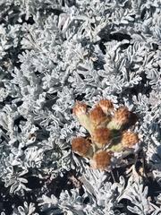 Jacobaea leucophylla